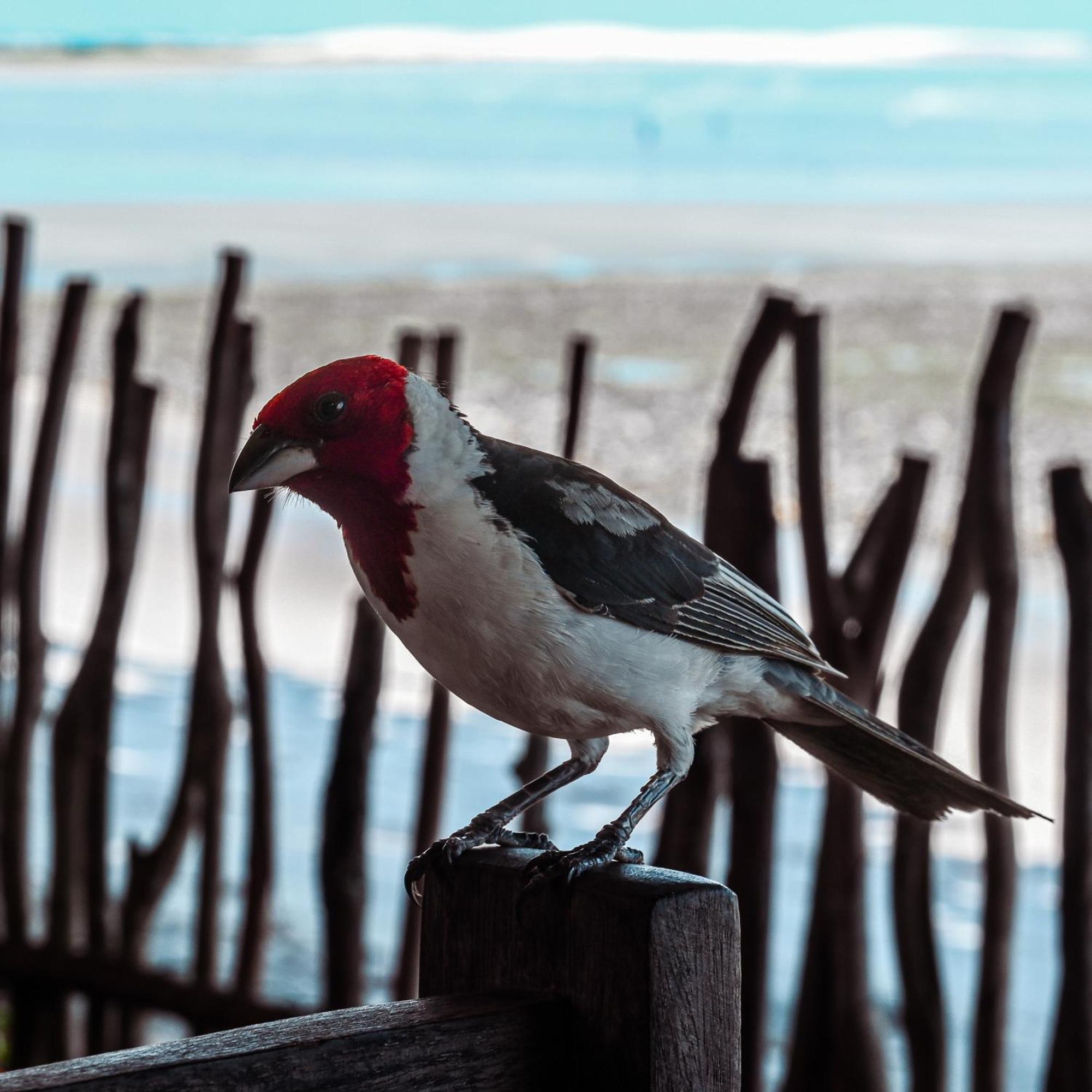 Pousada Ponta Da Pedra Jijoca de Jericoacoara Kültér fotó